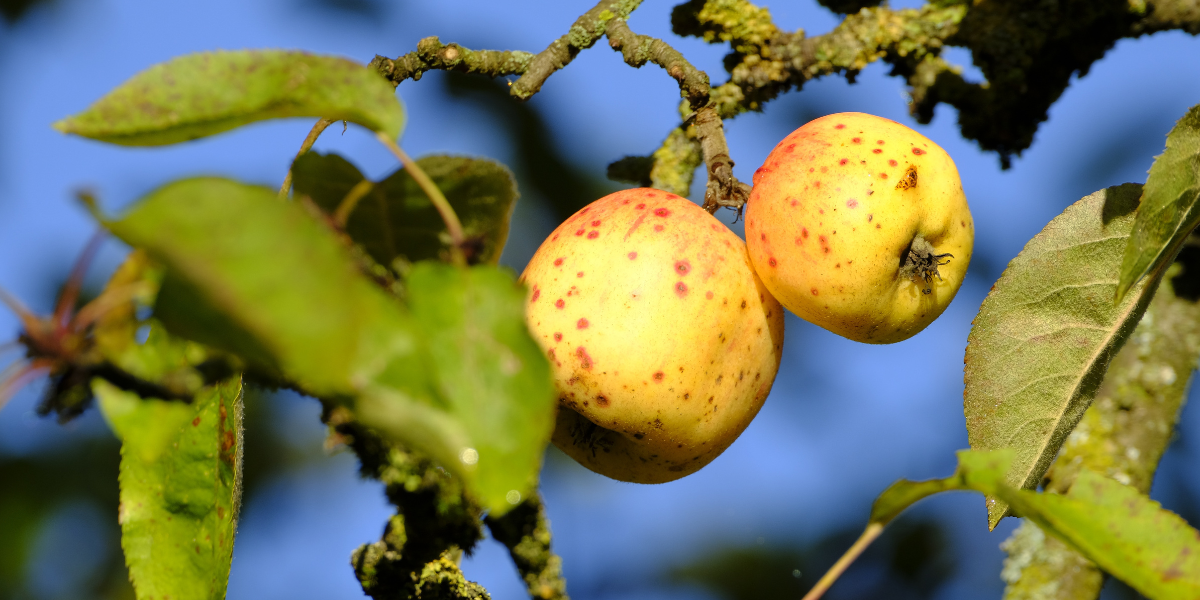 Wild apples
